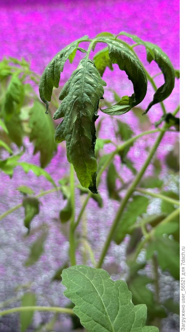 Пораженные листья томатов