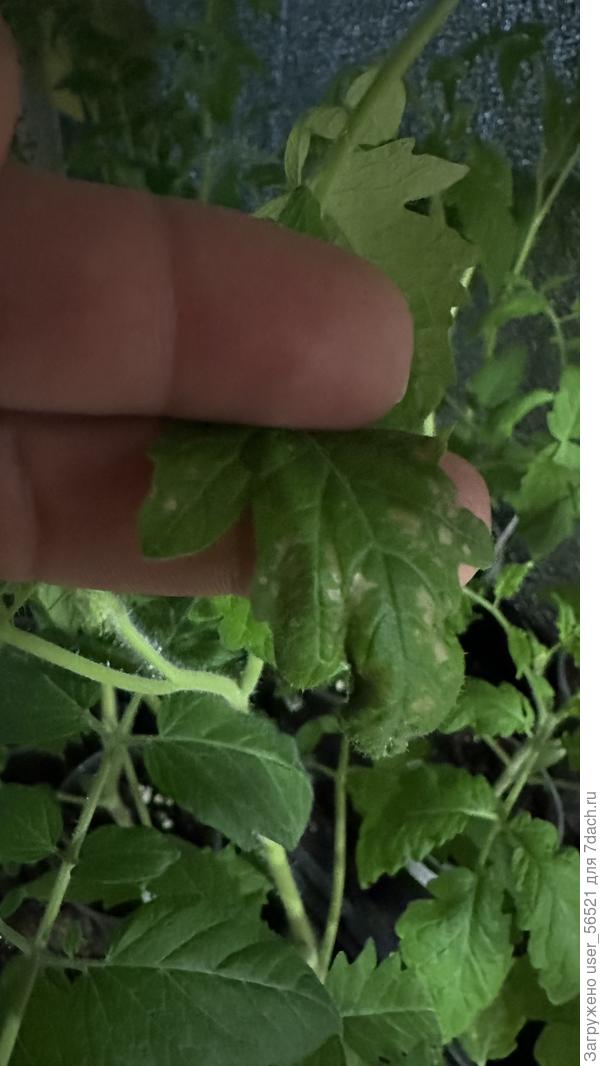 Пятна на томатах