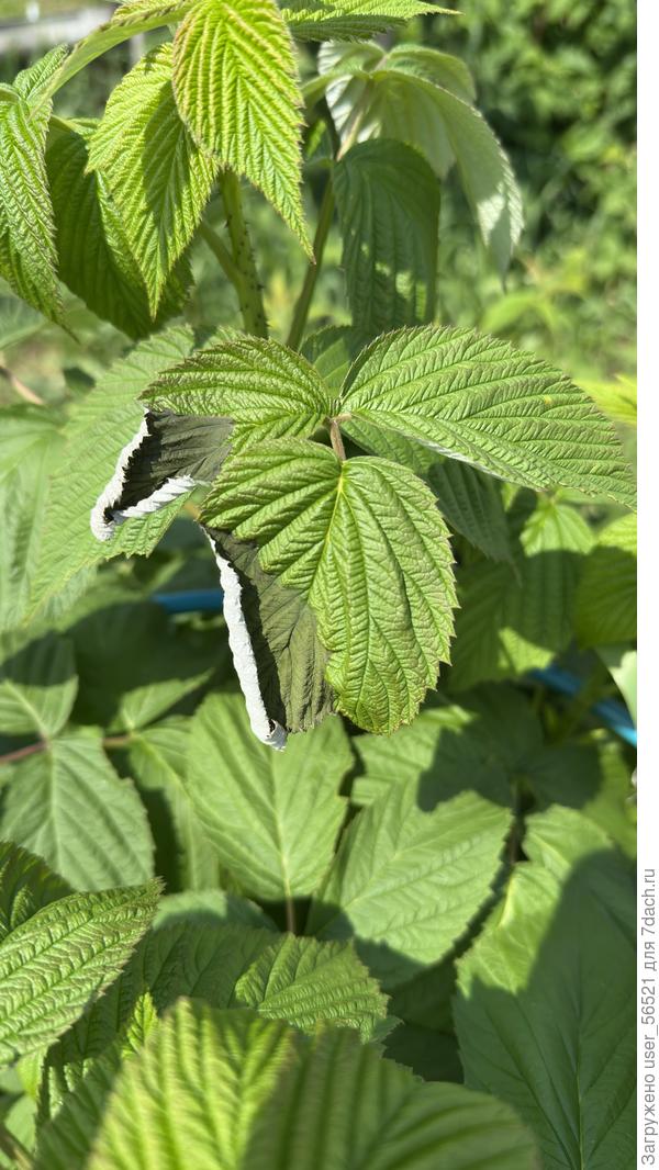 Лист малины