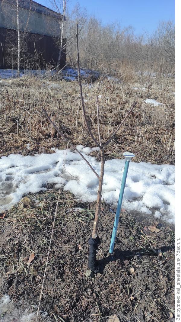 Мельба (весна 2023)