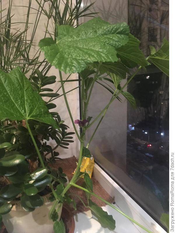 само растение