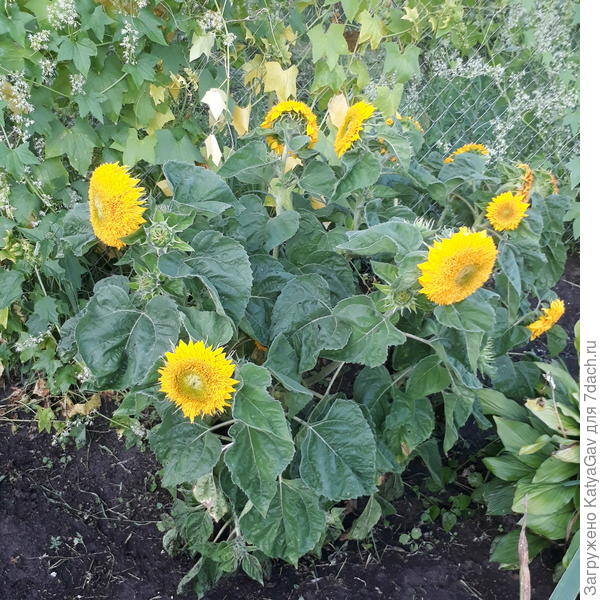 По словам продавца сорт Мишка Тедди