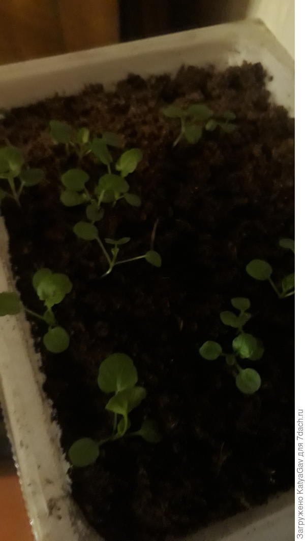 Карибы, посажены 30.01.