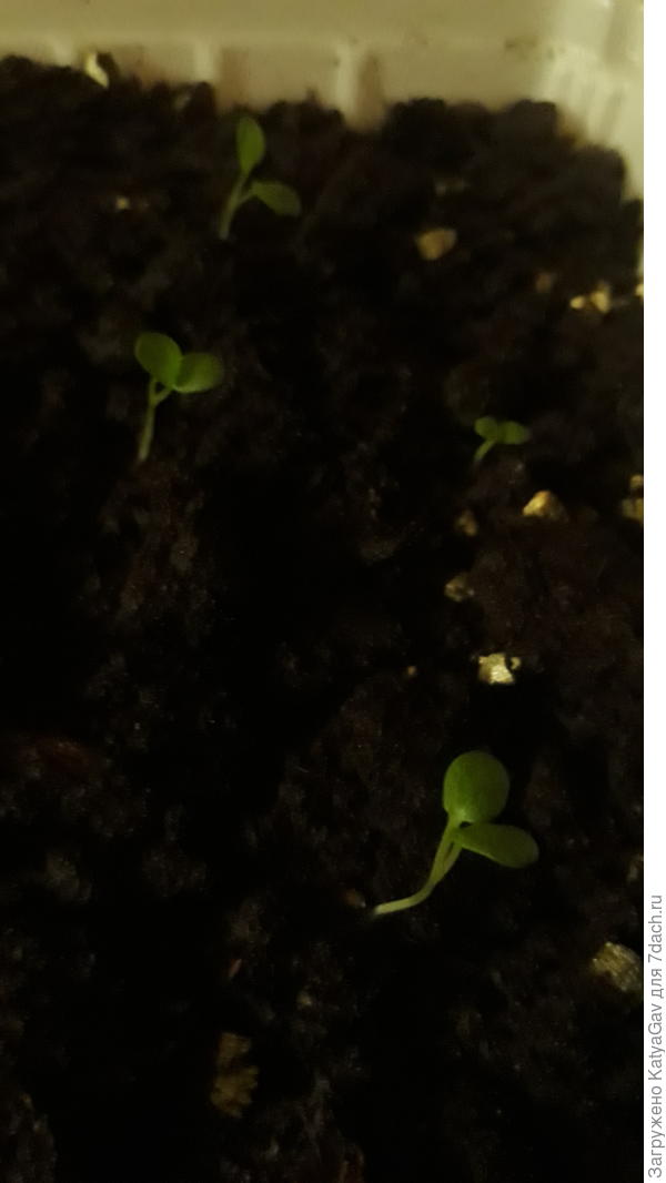 Ванильный барон, посажен 17.02