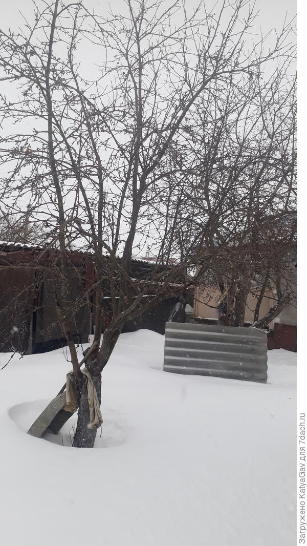 На участке много яблонь разного возраста, плодоносили почти все.