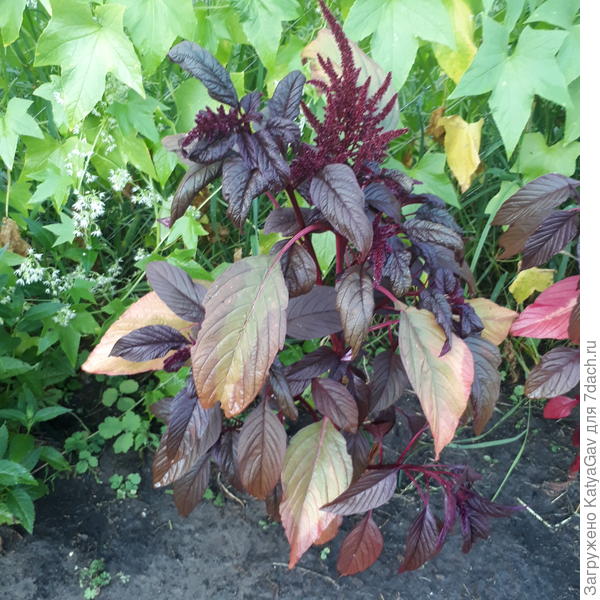 Амарант ближе к осени.