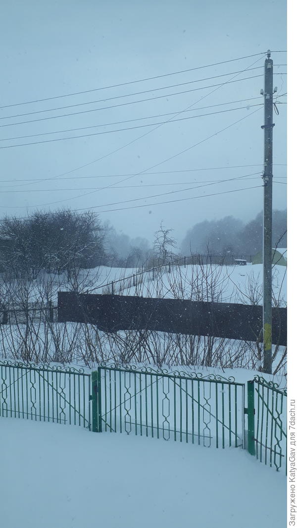 Вид из окна дачи. А там, за деревьями, река Ока, но её сейчас не видно.