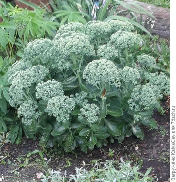 Очиток первого года весной. Зелёный тоже хорош!