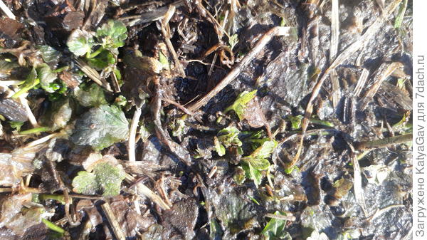 Первая травка )))