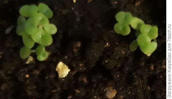 Делосперма Купера "Созвездие"