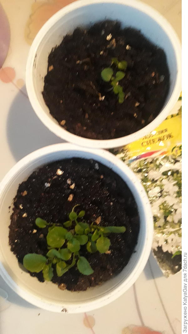 Ещё лобелии