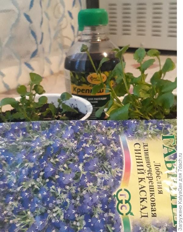 Справа лобелия "дружит" с "Крепышом")