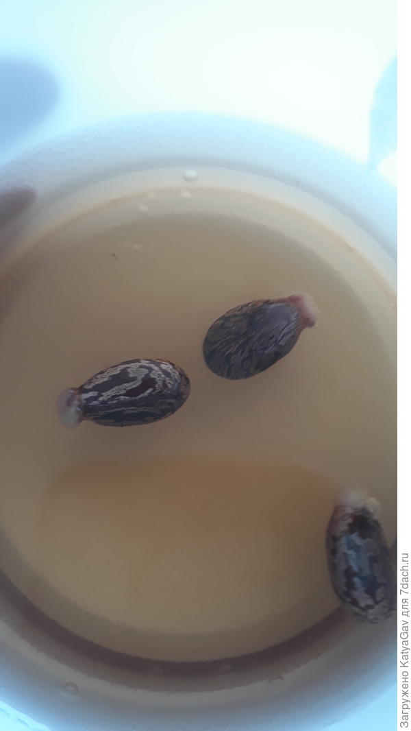 Семена клещевины