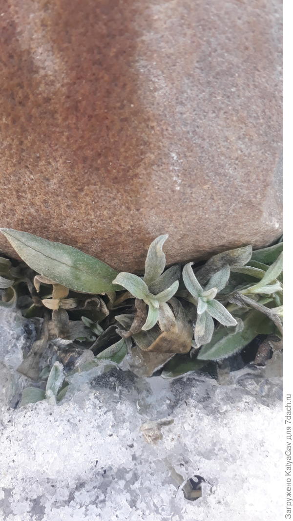 Ясколка просыпается)))