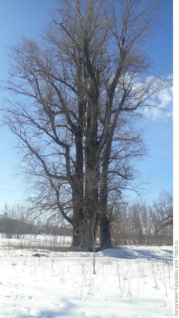 Огромные деревья на берегу реки Оки.