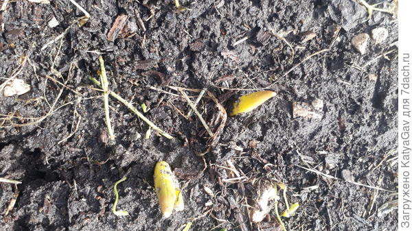 Что-то весеннелуковичное )