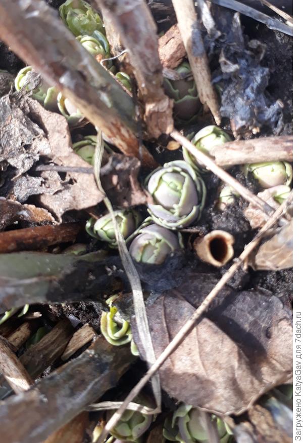 Просыпается очиток