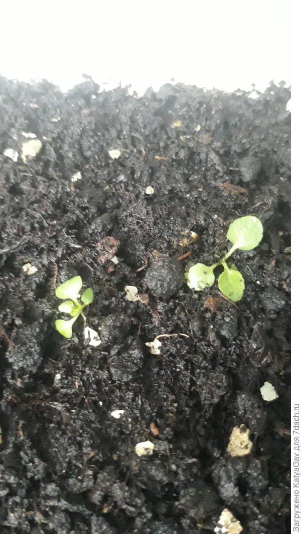 Может, вы баданята?