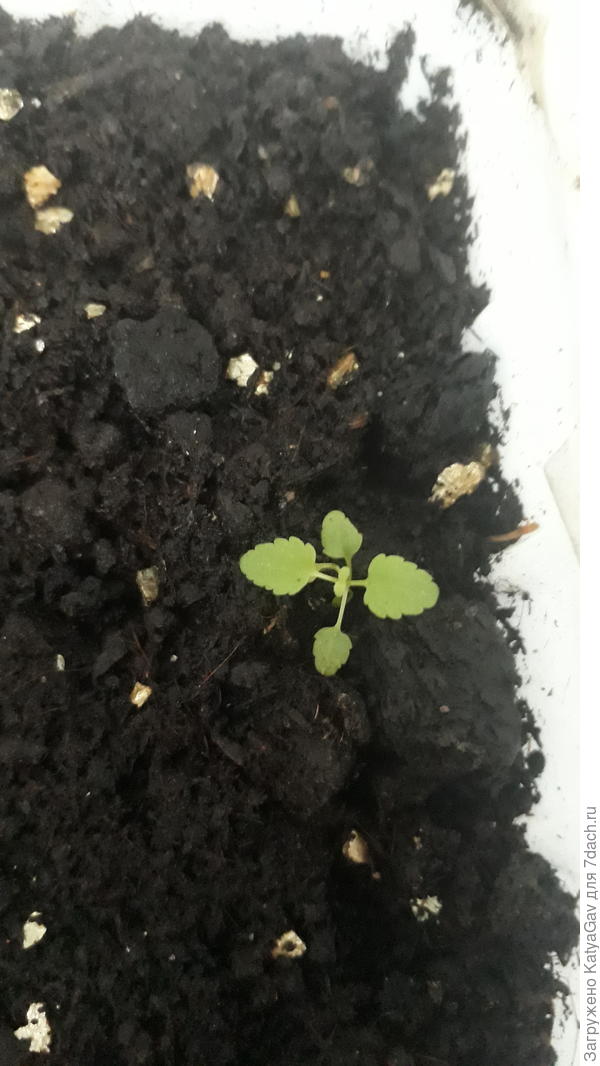 Ещё какой-то жилец