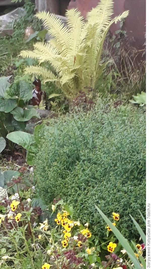 Вон он на заднем плане