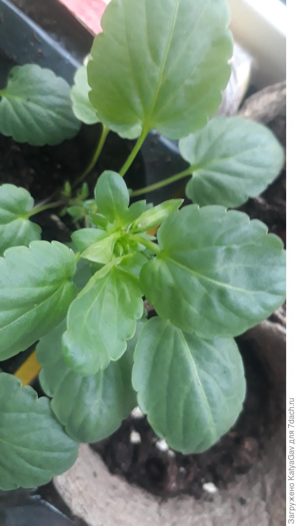 Скрестила пальцы - авось, это тот самый Барон)))