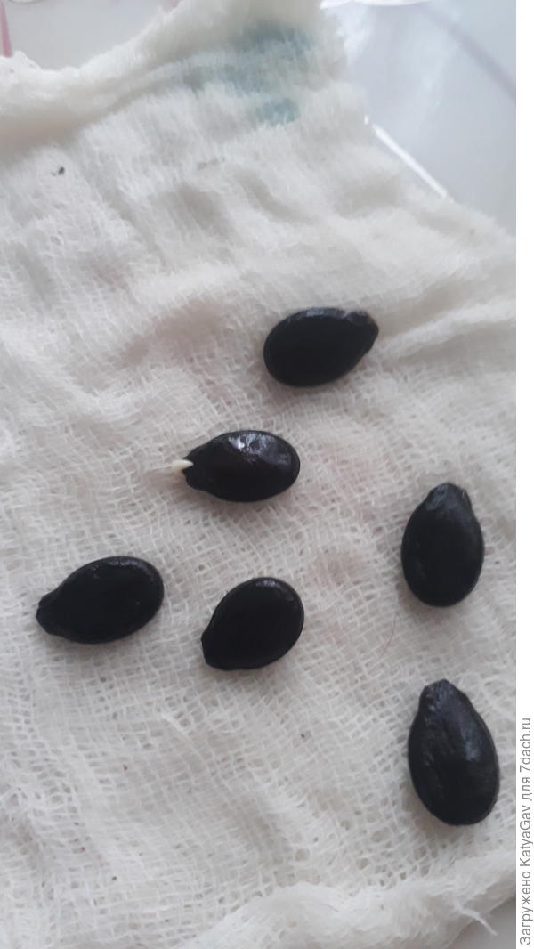 Сорт Скорик