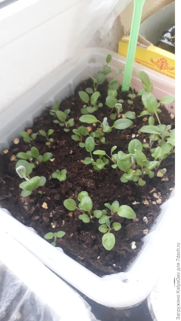 У цинерарии некоторые листочки стали уже &quot;плюшевыми&quot;)