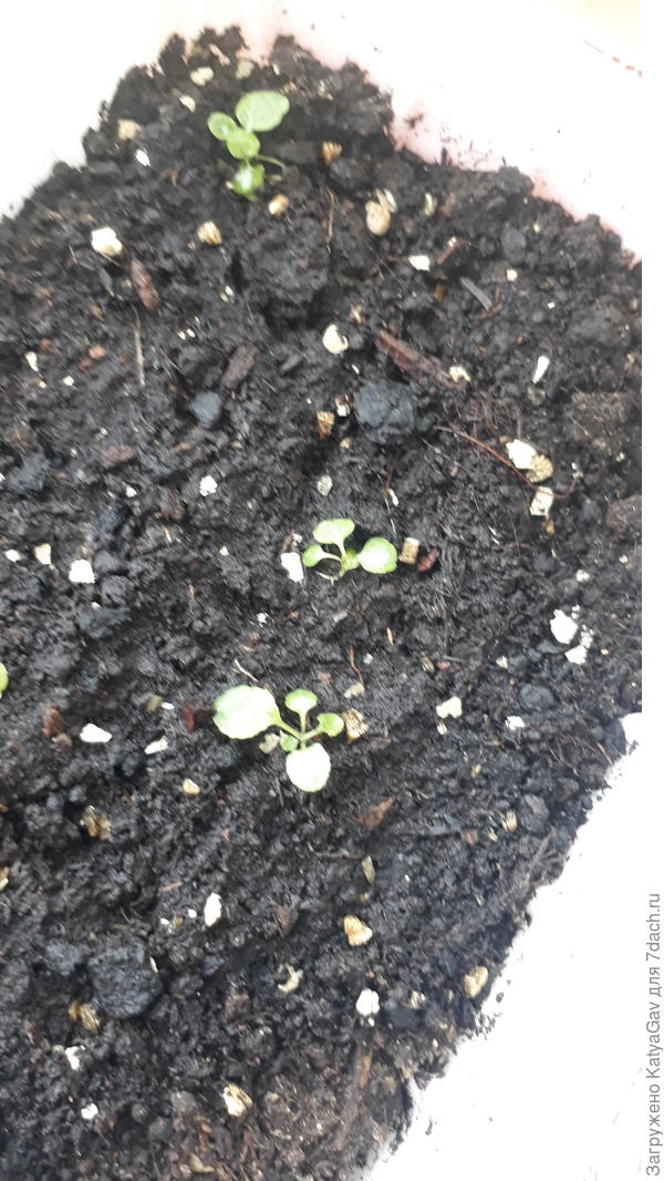 Ну ооочень медленно растёт. Сегодняшнее фото.