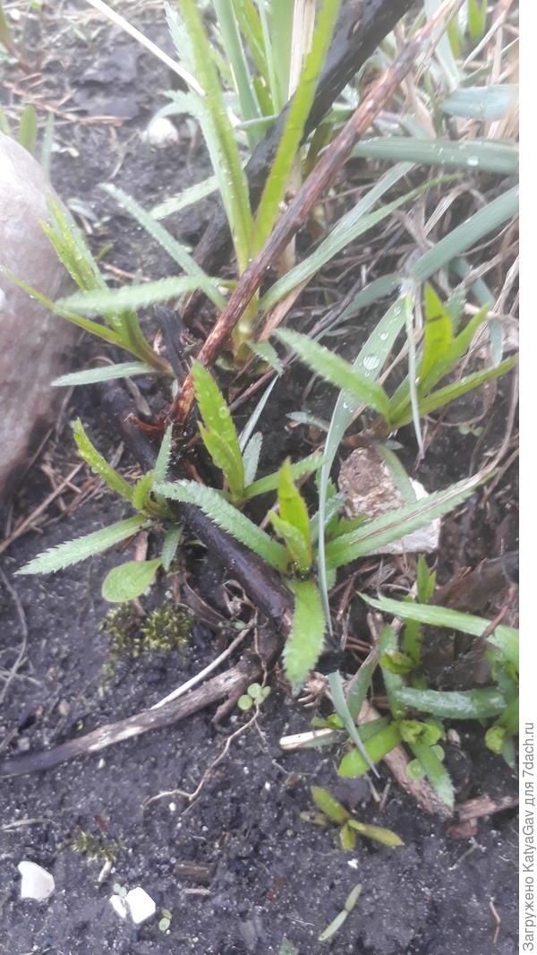 Что это? Тут росла гипсофила и матиола двурогая