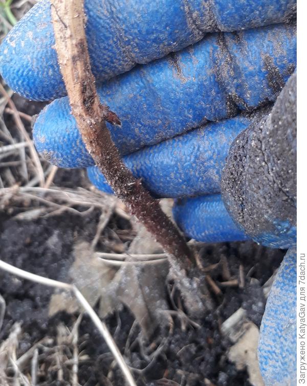 На фото видно смотрящую вниз почку. Прошу прощения за неавантажный вид перчаток :)