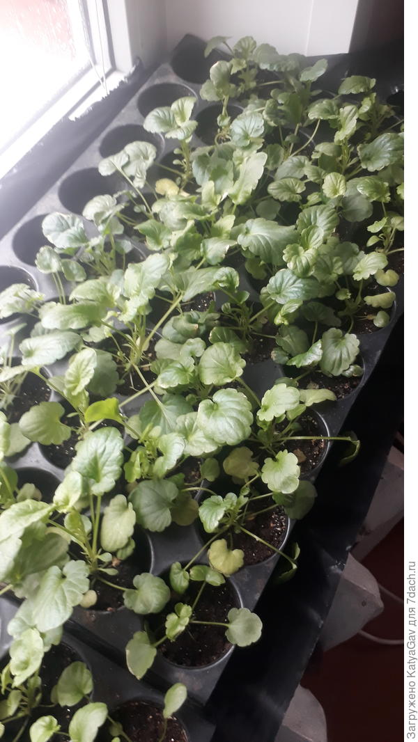 Страдальцы на дачном окне )))