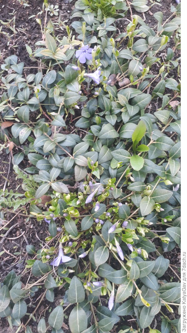 Барвинок цветёт)