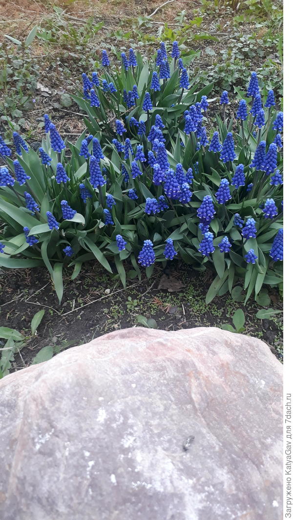 Мускари по-прежнему красавцы