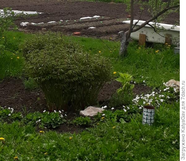 Пионы набирают бутоны, фиалка цветёт, хосты листья разворачивают