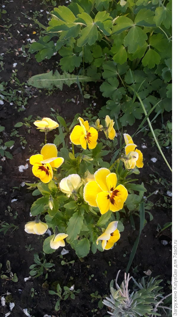 Сколько много цветов на одном растении!