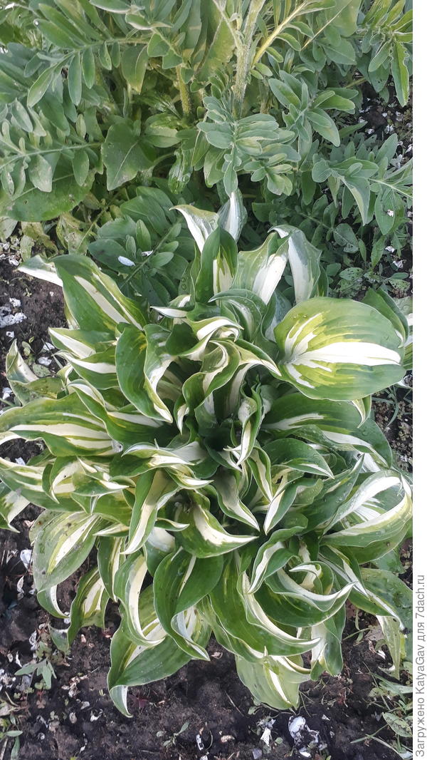 Хосты-второгодки