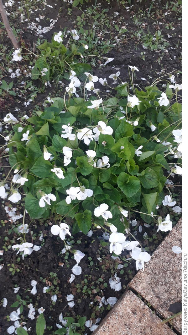 Цветёт и пахнет!