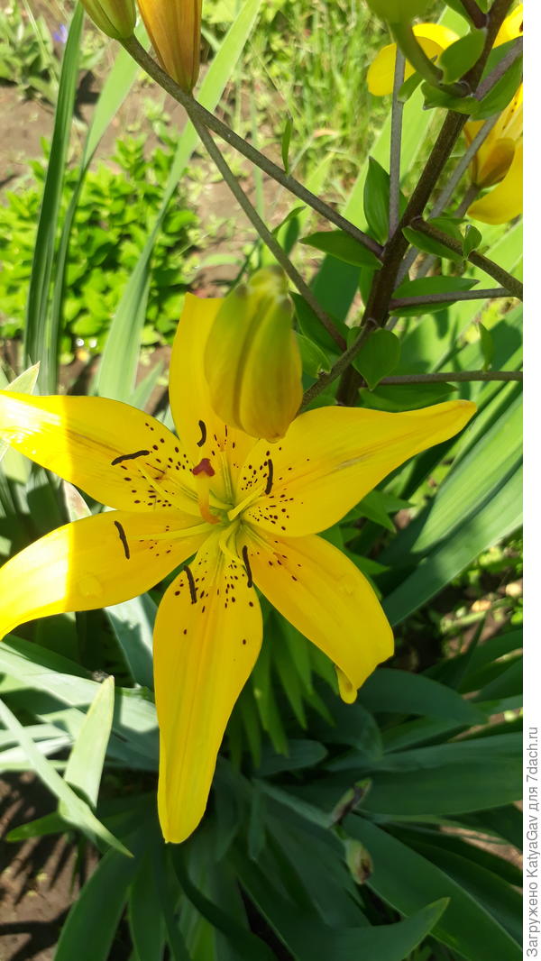 Ура, первая лилия!