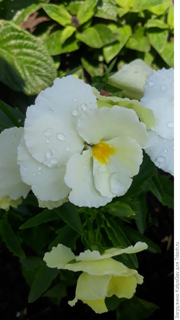 И всё-таки, я его вырастила! Ванильный барон. :)