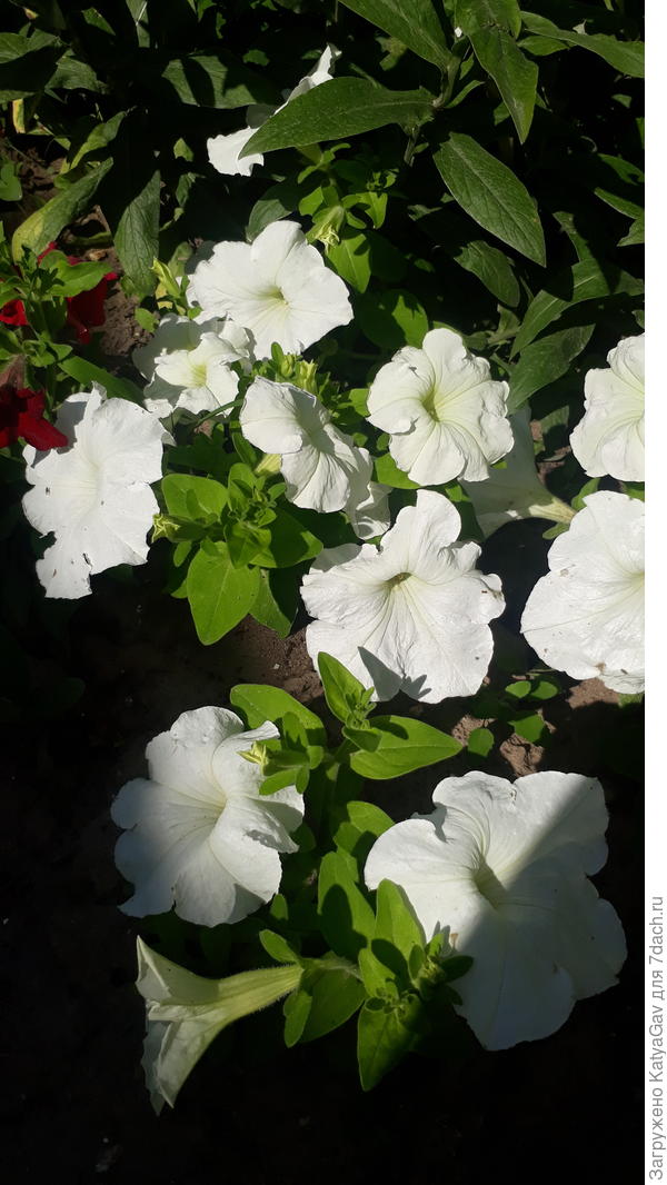 А белый с довольно крупными цветами