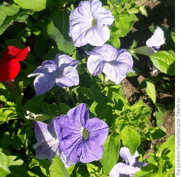 А этот бледненький