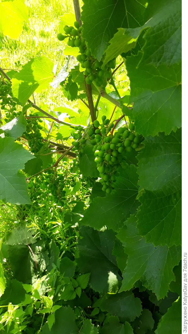 Виноград отлично себя чувствует )
