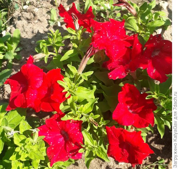 Красный очень яркий