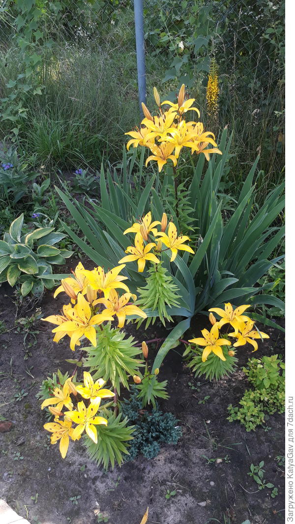 На клумбах тоже всем хорошо.