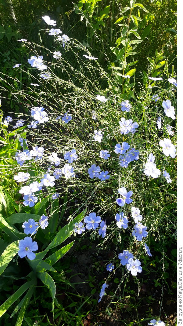 Голубой лен