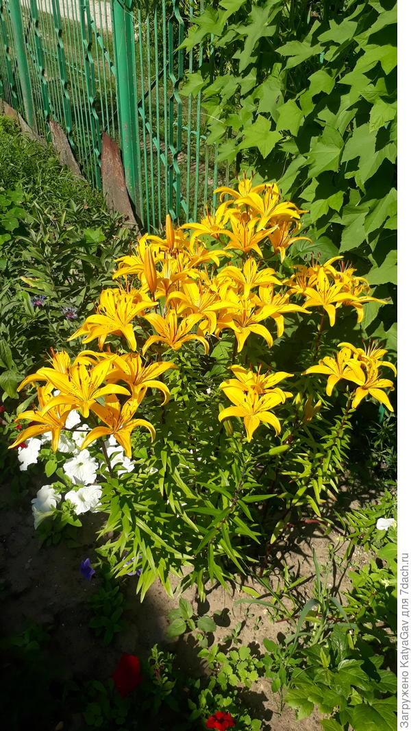Неизвестная мне лилия, но красотка!