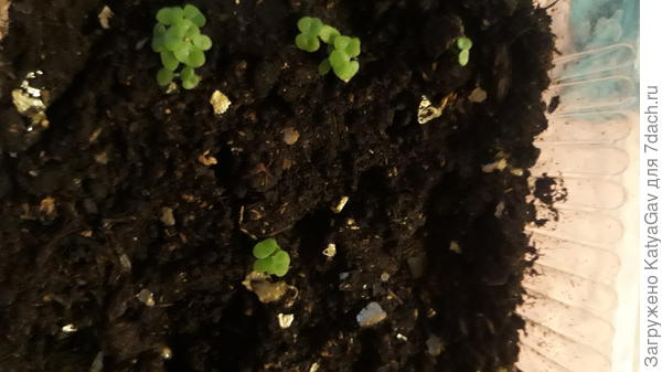 Малышки - делоспермята