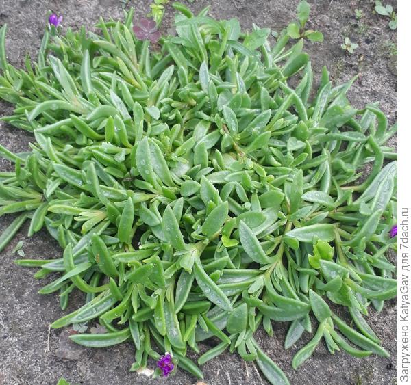 Начало июля