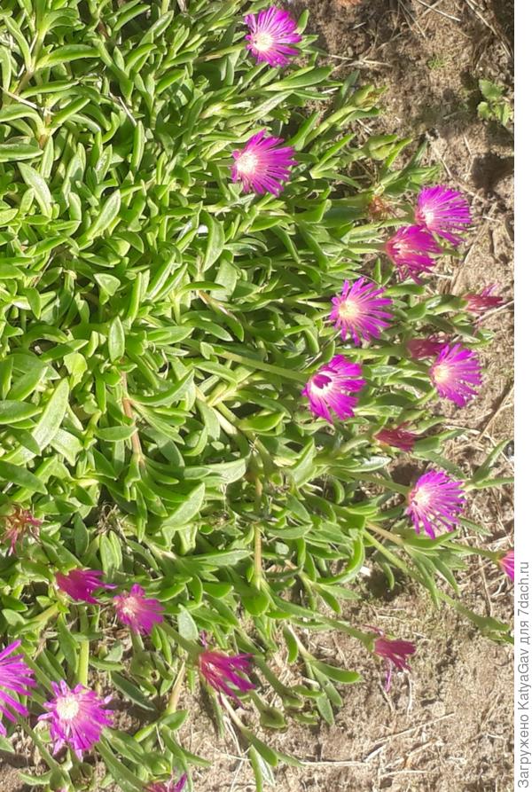 И красивые )))