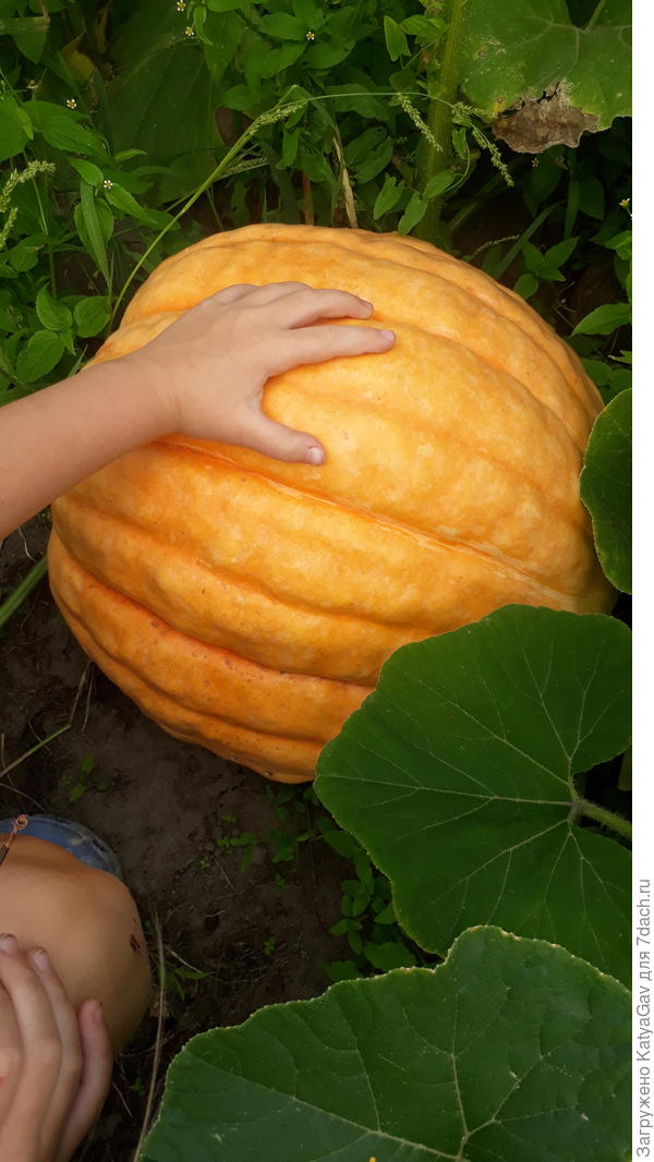 Карету Золушки растим, наверно)))